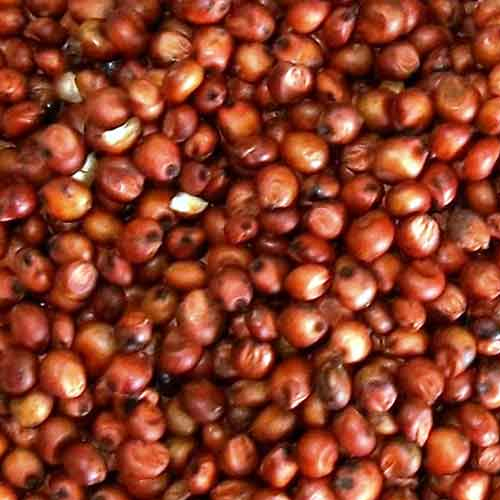 Red Sorghum