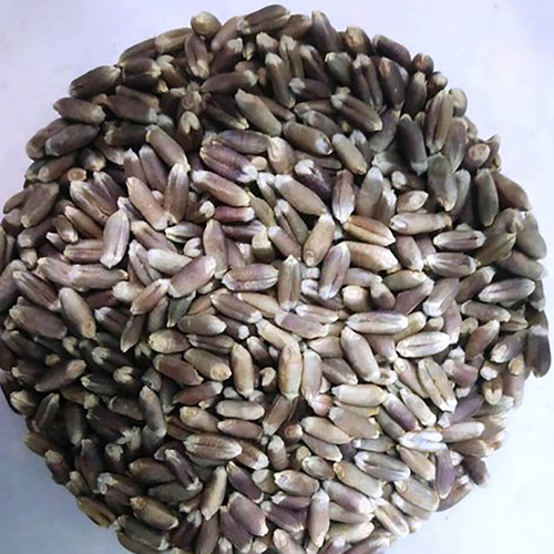 Black Wheat