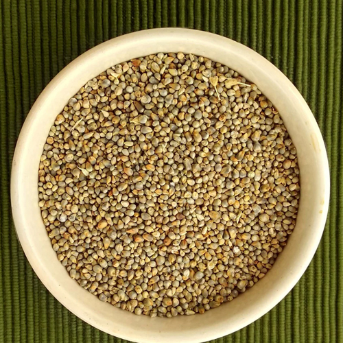 Pearl Millet
